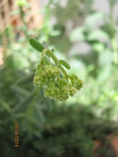Name:  sedum.jpg
Views: 751
Size:  21.5 KB