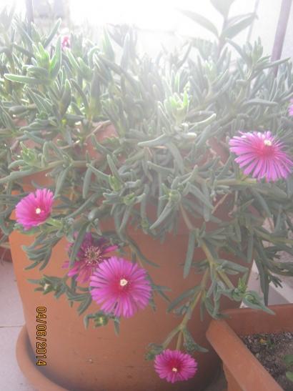 Name:  delosperma.jpg
Views: 1063
Size:  31.3 KB