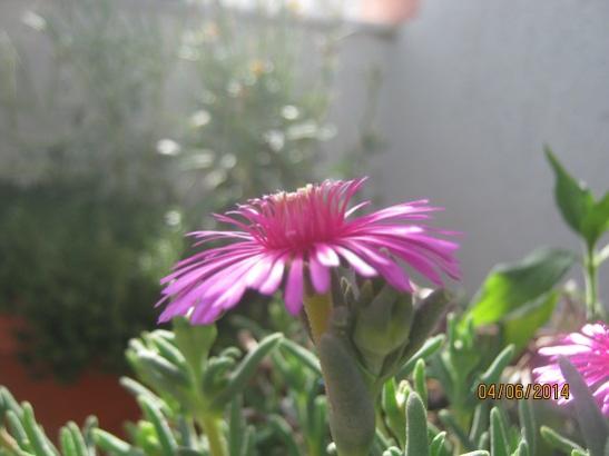 Name:  delosperma1.jpg
Views: 987
Size:  25.1 KB
