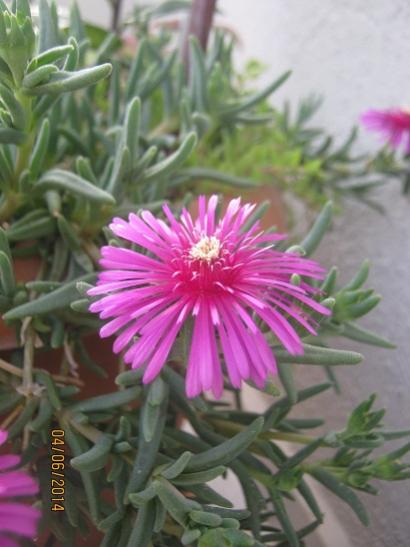 Name:  delosperma2.jpg
Views: 1028
Size:  33.0 KB