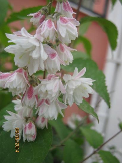 Name:  deutzia.jpg
Views: 1051
Size:  27.0 KB