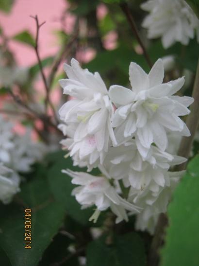 Name:  deutzia1.jpg
Views: 969
Size:  22.5 KB