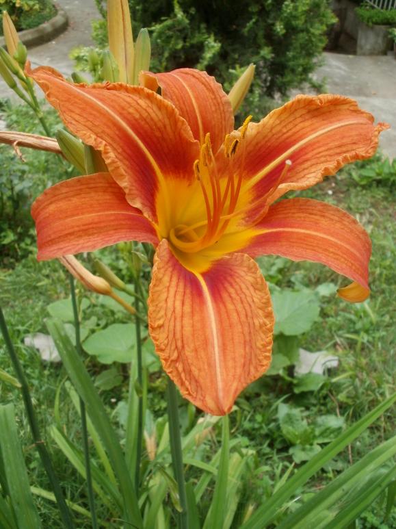 Name:  P1010829a.jpg
Views: 252
Size:  73.8 KB