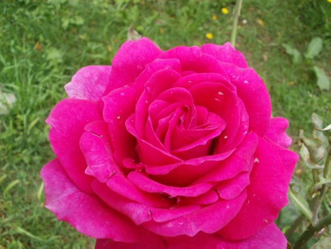 Name:  P1010833a.jpg
Views: 280
Size:  43.3 KB