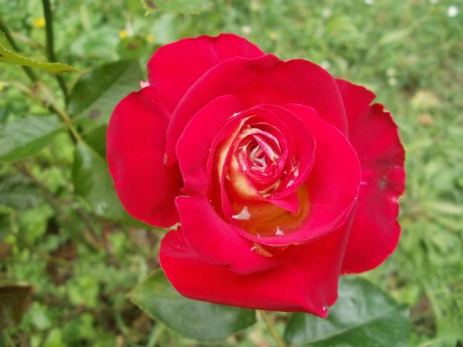 Name:  P1010839a.jpg
Views: 267
Size:  35.7 KB