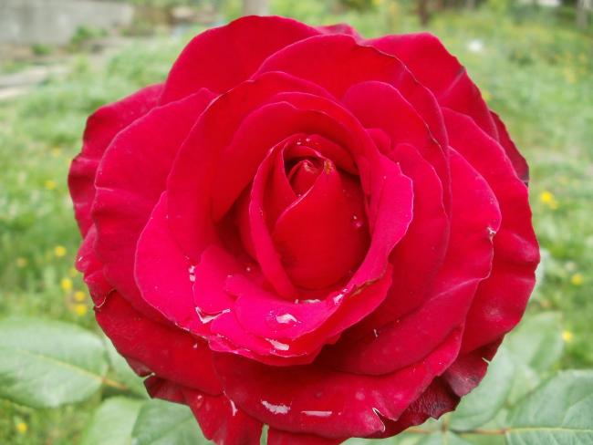 Name:  P1010830a.jpg
Views: 263
Size:  35.1 KB