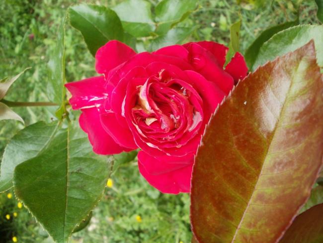Name:  P1010837a.jpg
Views: 259
Size:  48.0 KB
