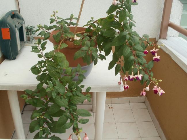 Name:  P1010854a.jpg
Views: 680
Size:  47.4 KB