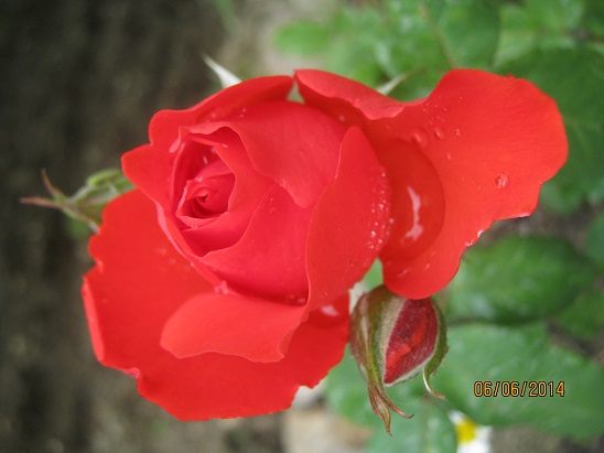 Name:  gl.jpg
Views: 701
Size:  59.1 KB