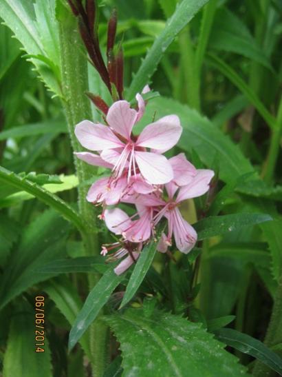 Name:  gaura.jpg
Views: 673
Size:  32.9 KB
