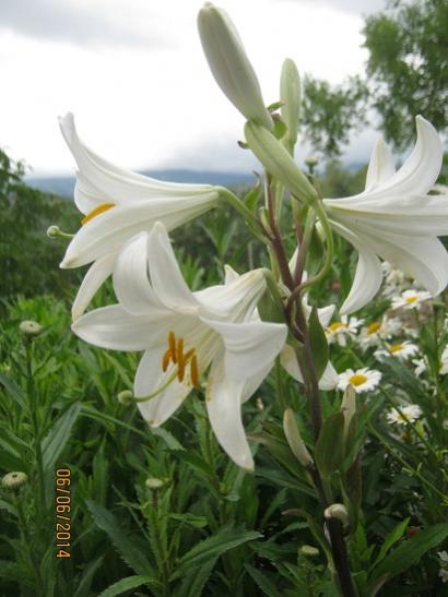 Name:  beyaz zambak.jpg
Views: 896
Size:  35.0 KB
