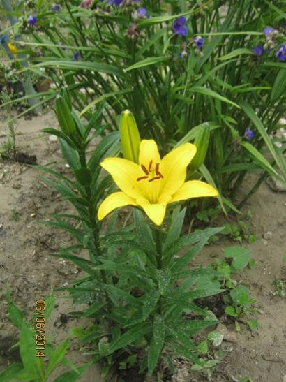 Name:  lilium.jpg
Views: 861
Size:  47.3 KB