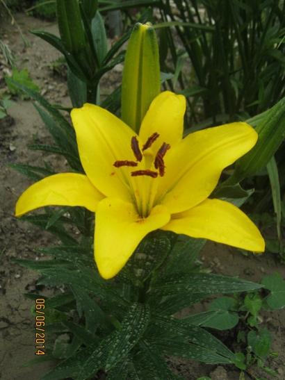 Name:  sar lilium.jpg
Views: 869
Size:  34.3 KB