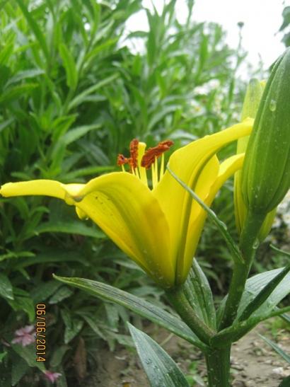 Name:  sar lilium1.jpg
Views: 842
Size:  36.4 KB