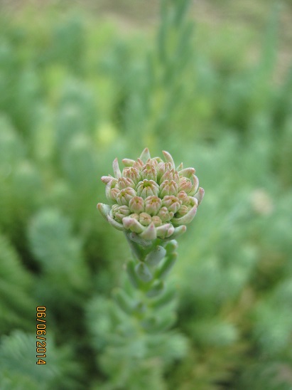 Name:  sedum.jpg
Views: 651
Size:  69.5 KB