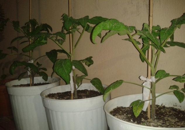 Name:  1 trip l crop dervi.jpg
Views: 620
Size:  34.5 KB