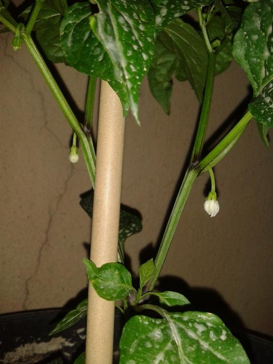 Name:  cayenne krmz ieklenme.jpg
Views: 564
Size:  48.2 KB