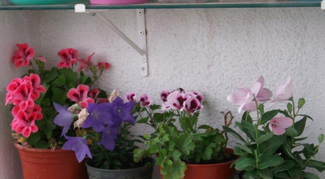 Name:  DSCF5019.jpg
Views: 596
Size:  36.0 KB