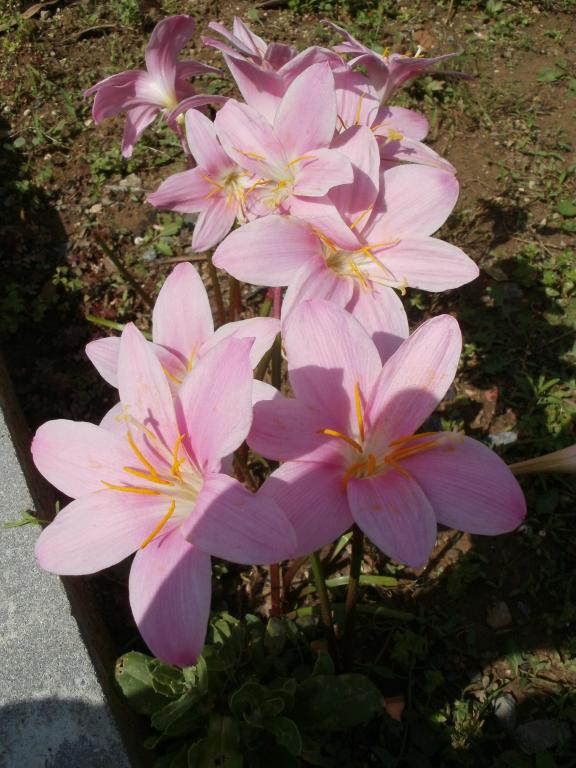Name:  P1010858a.jpg
Views: 1034
Size:  72.4 KB