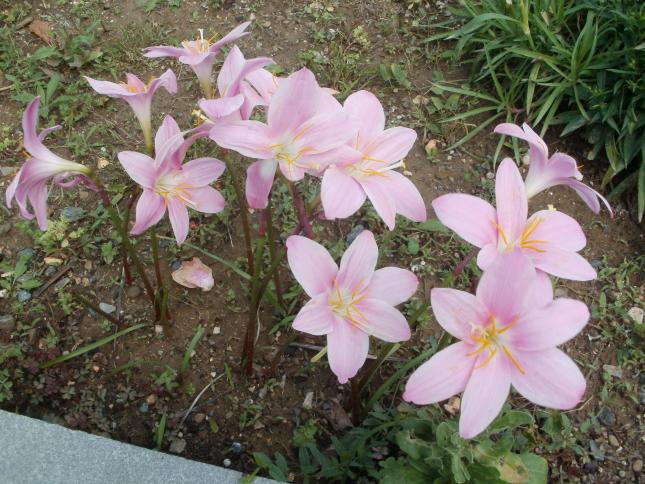 Name:  P1010856a.jpg
Views: 615
Size:  70.3 KB
