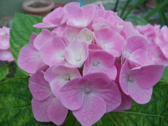 Name:  P1010865a.jpg
Views: 494
Size:  33.6 KB