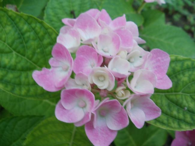 Name:  P1010867a.jpg
Views: 504
Size:  32.3 KB