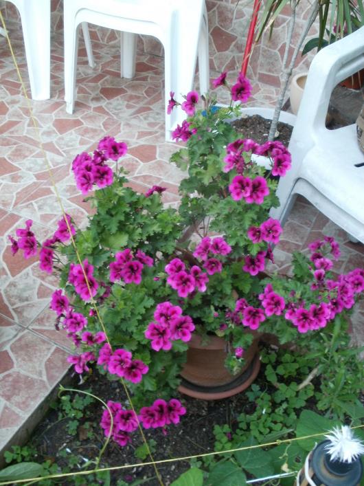 Name:  P1010882a.jpg
Views: 491
Size:  76.7 KB
