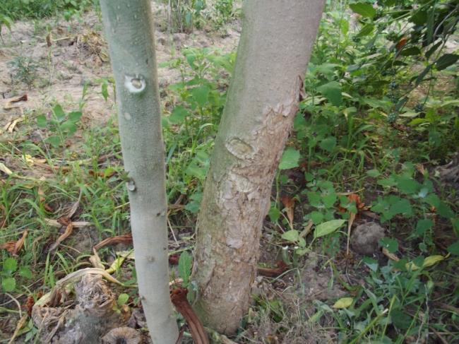 Name:  DSCF4444.jpg
Views: 473
Size:  70.2 KB