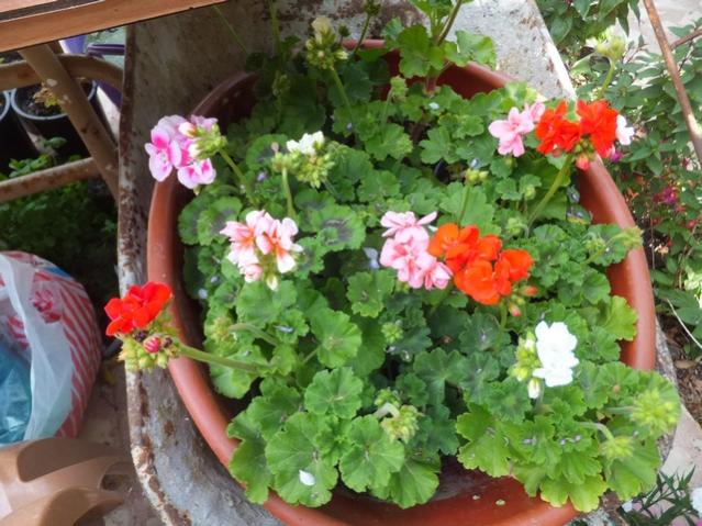 Name:  DSCF7597.jpg
Views: 378
Size:  62.3 KB