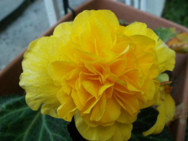 Name:  P1010881a.jpg
Views: 487
Size:  29.4 KB