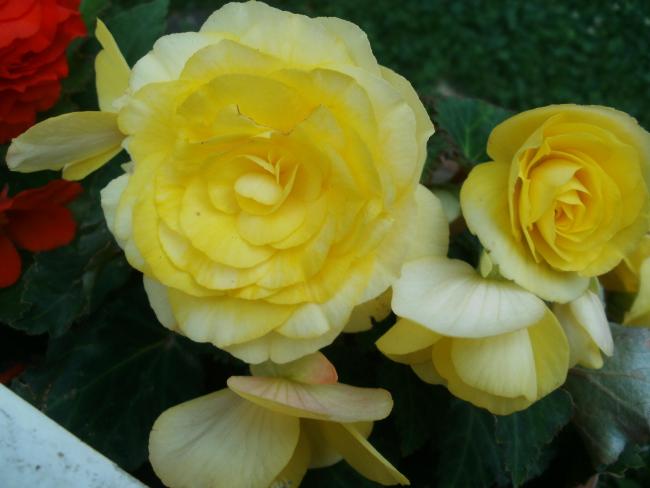 Name:  P1010879a.jpg
Views: 837
Size:  32.7 KB