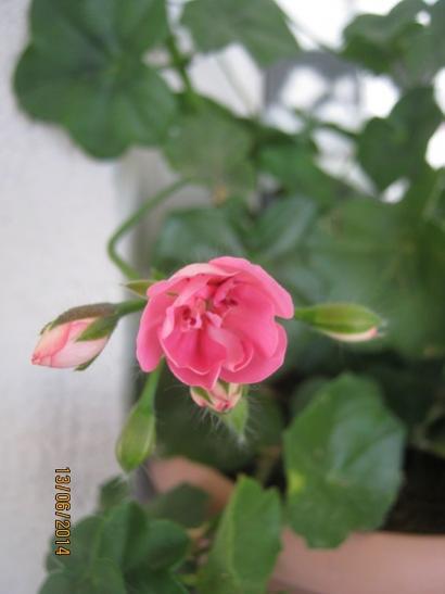 Name:  pembe sakz.jpg
Views: 964
Size:  20.8 KB