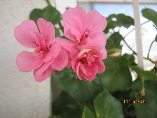 Name:  pembe sakz1.jpg
Views: 945
Size:  63.8 KB