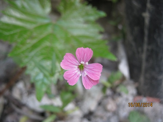 Name:  kr ..jpg
Views: 896
Size:  59.3 KB