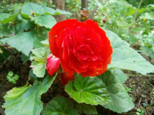 Name:  P1010900a.jpg
Views: 438
Size:  45.6 KB