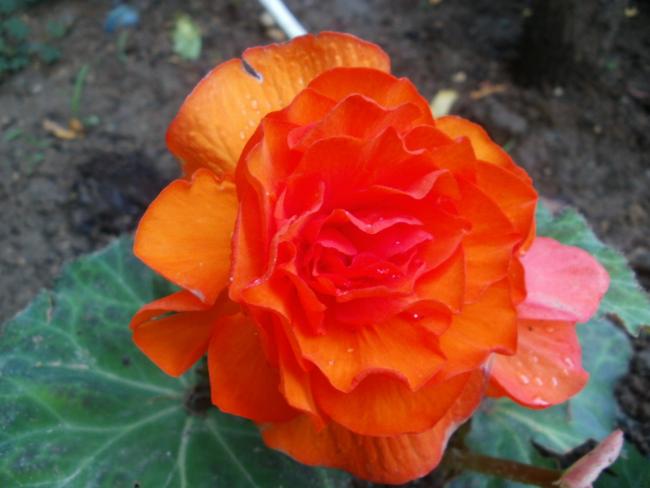 Name:  P1010913a.jpg
Views: 457
Size:  35.3 KB