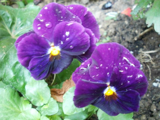 Name:  P1010907a.jpg
Views: 398
Size:  48.8 KB