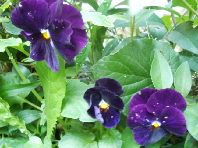 Name:  P1010908a.jpg
Views: 400
Size:  48.5 KB