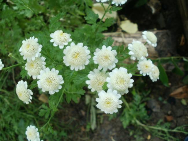 Name:  P1010941a.jpg
Views: 410
Size:  43.4 KB