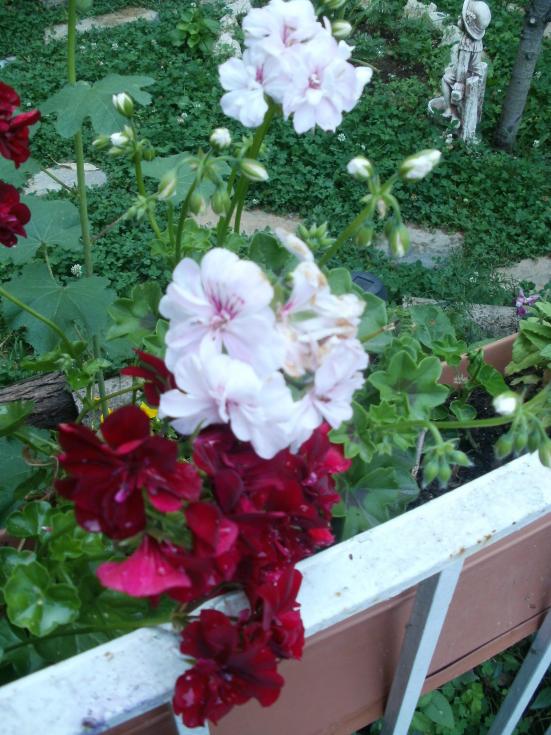 Name:  P1010929a.jpg
Views: 378
Size:  74.6 KB