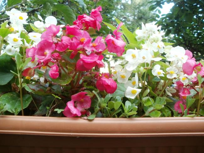 Name:  P1010957a.jpg
Views: 368
Size:  63.3 KB