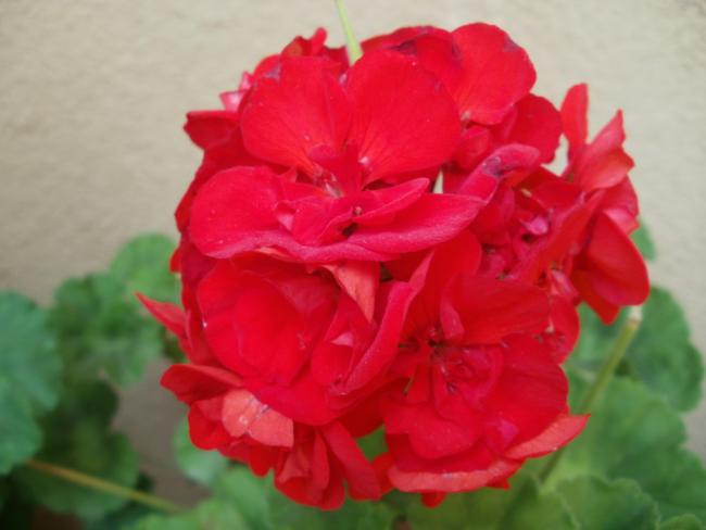Name:  P1010967a.jpg
Views: 345
Size:  28.1 KB
