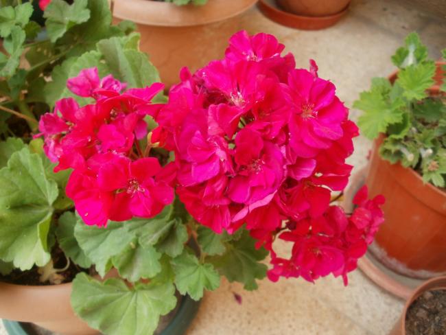 Name:  P1010963a.jpg
Views: 373
Size:  44.6 KB