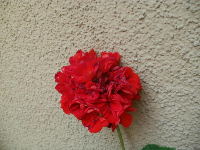 Name:  P1010976a.jpg
Views: 372
Size:  52.1 KB