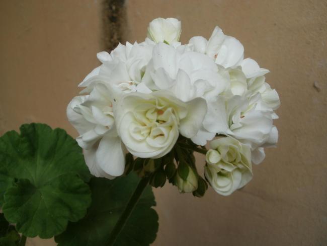 Name:  P1010974a.jpg
Views: 347
Size:  25.3 KB