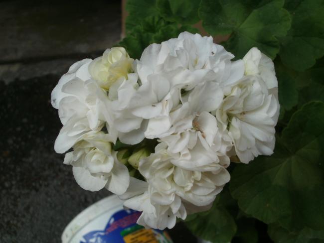 Name:  P1010970a.jpg
Views: 378
Size:  31.0 KB