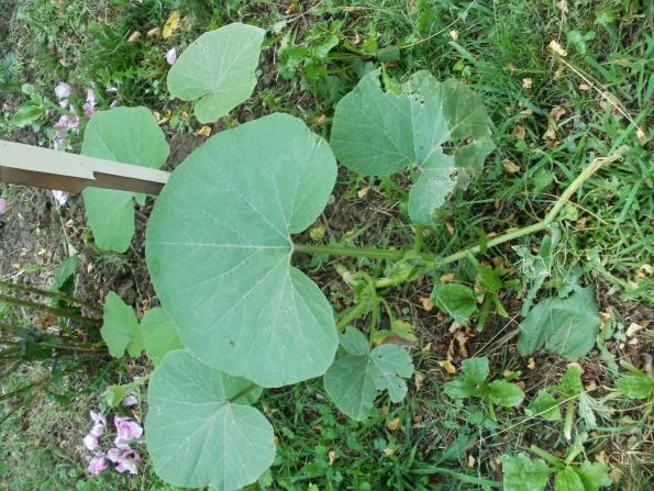 Name:  P1010949a.jpg
Views: 366
Size:  71.3 KB