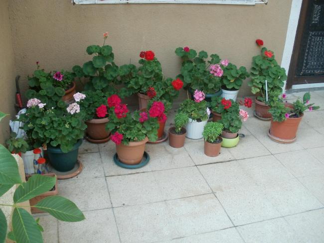 Name:  P1010987a.jpg
Views: 360
Size:  46.9 KB