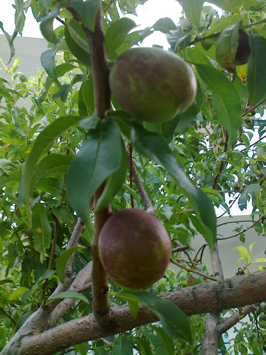 Name:  Fotoraf1121.jpg
Views: 565
Size:  75.1 KB