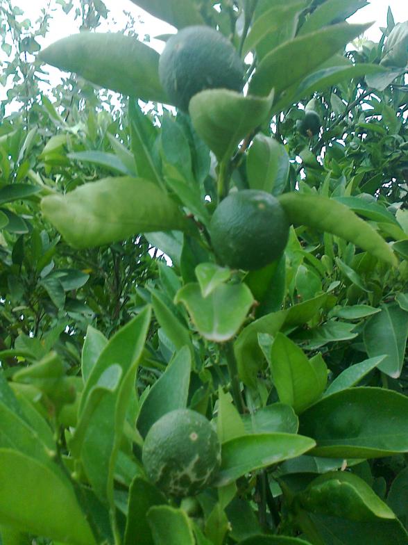 Name:  Fotoraf1124.jpg
Views: 518
Size:  72.4 KB